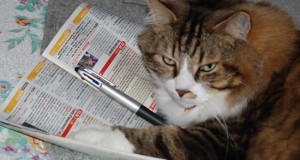 Les gens préférant les chats aux chiens seraient plus intelligents