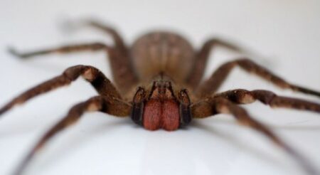 L'araignée banane peut causer d'interminables érections