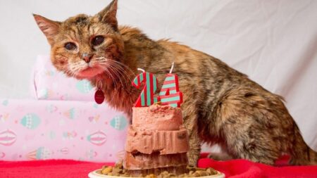A 24 ans, Poppy devient la plus vieille chatte au monde