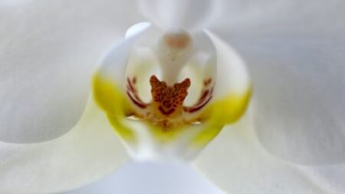 Comment prendre soin de ses orchidées ?