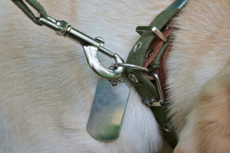 La France interdit les colliers de chien "d'entraînement" qui causent de la douleur aux animaux