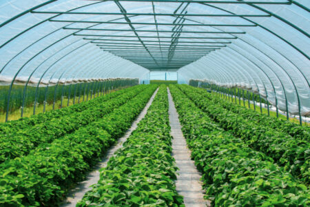Un hiver doux en France fait des ravages sur les producteurs de fruits et dans les jardins