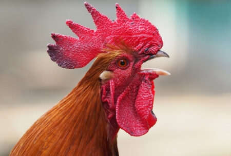 Le coq "bruyant" de Hamlet peut continuer à chanter, selon un tribunal français