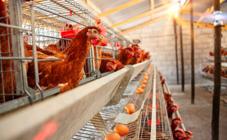 Les producteurs d'œufs de Bretagne suspendent leurs livraisons dans la ligne des prix des supermarchés