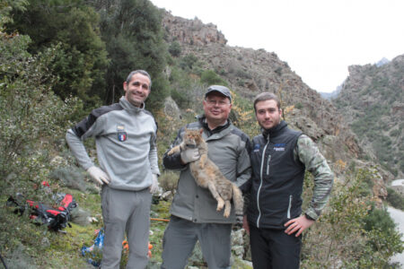 Le légendaire "chat-renard" corse va être répertorié comme une nouvelle espèce