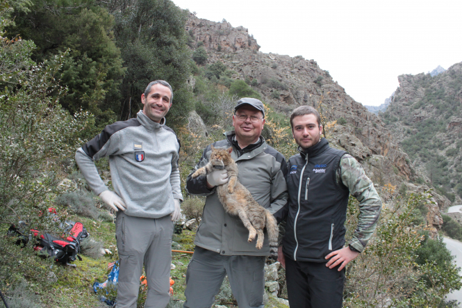 Le légendaire "chat-renard" corse va être répertorié comme une nouvelle espèce
