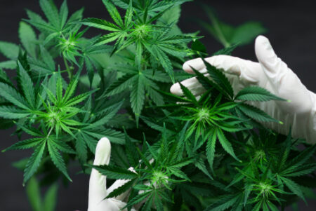 Légaliser le cannabis, disent les conseillers de l'Etat français