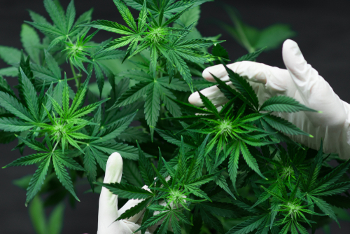 Légaliser le cannabis, disent les conseillers de l'Etat français