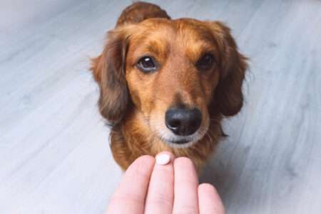 Ne donnez pas de médicaments humains aux alertes des animaux de compagnie Agence française de sécurité sanitaire