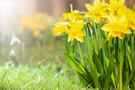 Pourquoi le printemps ne commence pas le 21 mars cette année