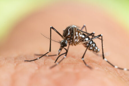Britannique infecté par la dengue en France : où sont les zones à risque ?