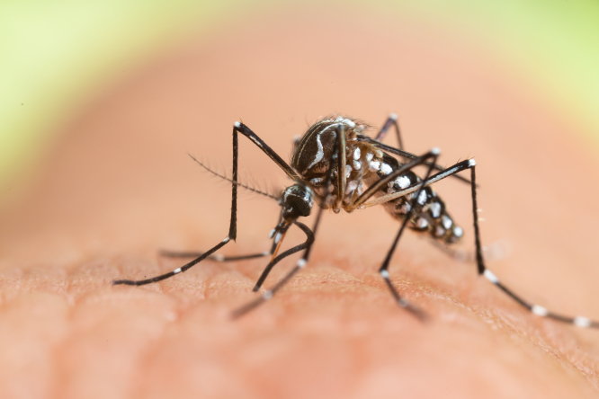 Britannique infecté par la dengue en France : où sont les zones à risque ?