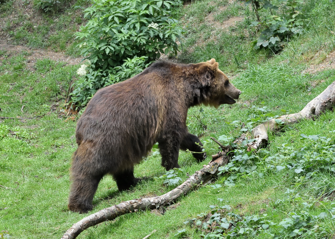 Le nombre d'ours bruns augmente dans les Pyrénées alors que la mort d'un jogger relance le débat