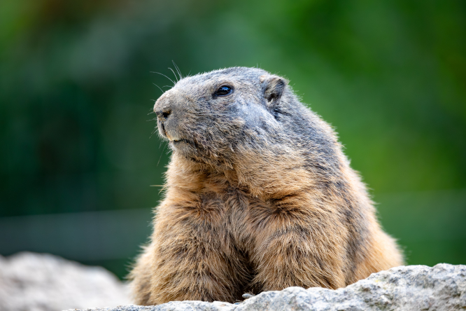 Les marmottes de France sont de retour alors qu'elles sortent d'un hiver d'hibernation