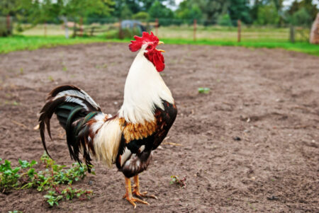 Une nouvelle loi française s'attaquera aux plaintes de bruit rural "faux"