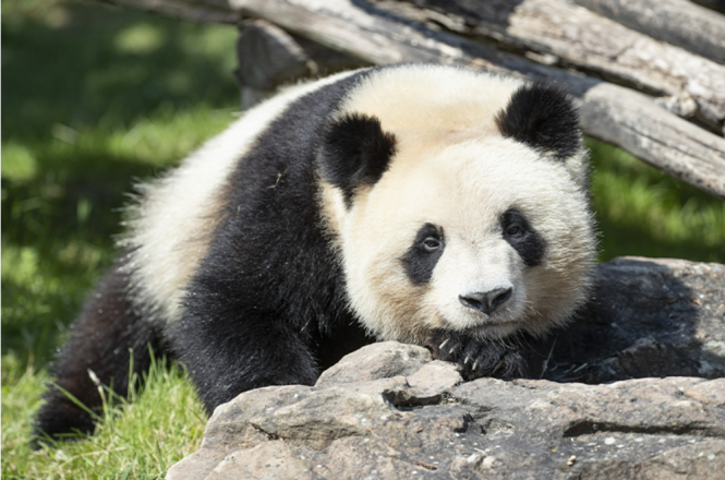 Émotion alors que le premier panda géant né en France s'apprête à partir pour la Chine