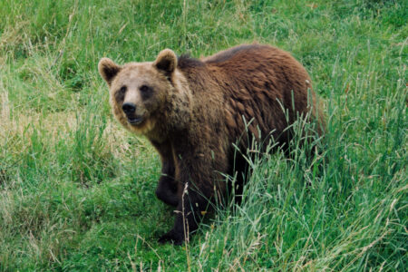 La France ouvre la porte à des mesures d'effarouchement des ours dans les Pyrénées