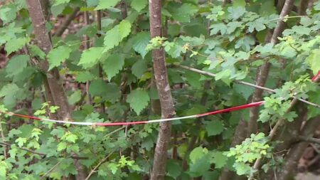 Tarbes : une mère de famille retrouvée morte dans un fossé
              Dimanche 14 mai, une mère de famille de 41 ans a été retrouvée morte dans un fossé, près de Tarbes (Hautes-Pyrénées). Elle aurait été tuée de plusieurs coups de couteau à la gorge. Le corps de son ancien compagnon, le principal suspect, a aussi été découvert, pendu à un arbre.