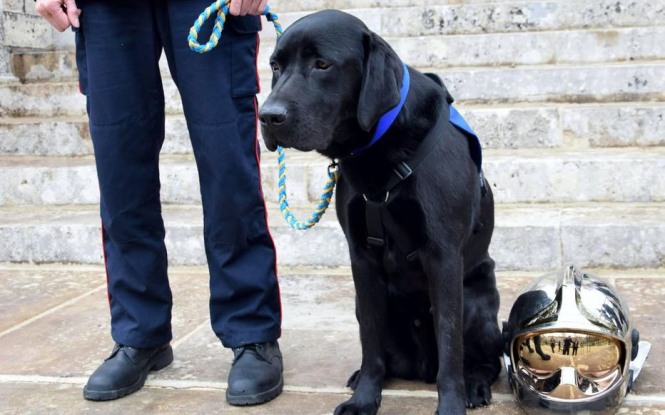 Plus de tribunaux en France utiliseront des chiens «calmants» après le succès du procès