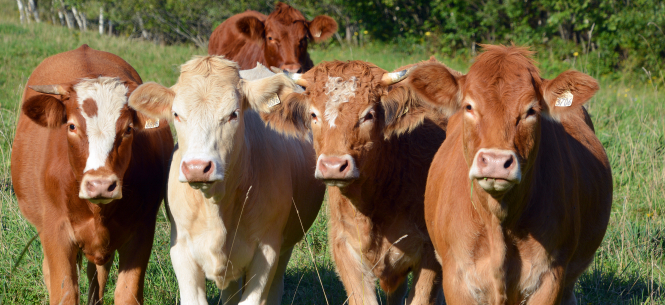 "Réduisez votre nombre de vaches pour aider à respecter les engagements climatiques", a déclaré la France