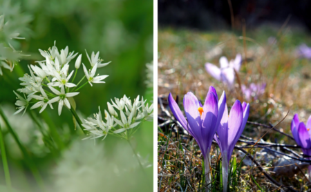 Soyez prudent en mangeant des fleurs sauvages lors des promenades printanières, prévient l'agence de santé