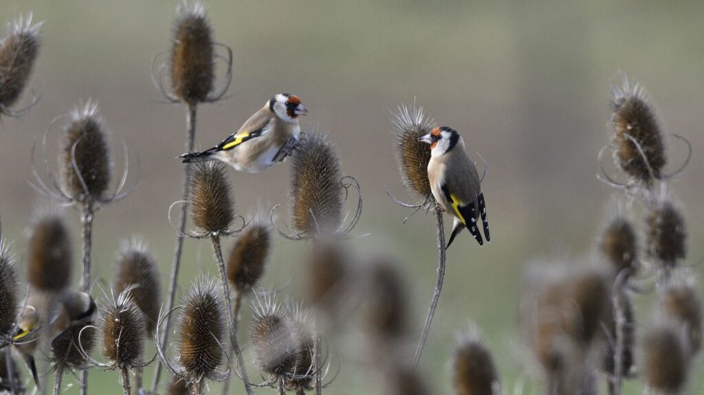 Pays basque : un homme condamné à huit mois de prison avec sursis pour un trafic d'oiseaux protégés
                  Lors d'une perquisition en 2020, les services de l'État avaient découvert une cinquantaine d'oiseaux dans un hangar.