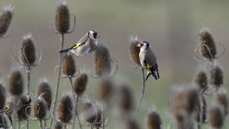 Pays basque : un homme condamné à huit mois de prison avec sursis pour un trafic d'oiseaux protégés
                  Lors d'une perquisition en 2020, les services de l'État avaient découvert une cinquantaine d'oiseaux dans un hangar.