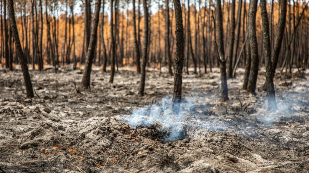 La responsabilité en cas de feux de forêts
              Incendie volontaire ou involontaire : quelles peines s'appliquent ?