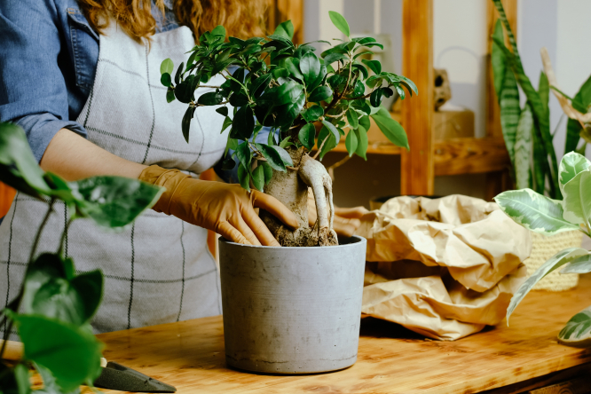 Plantes rappelées en France sur un sol contaminé par un parasite