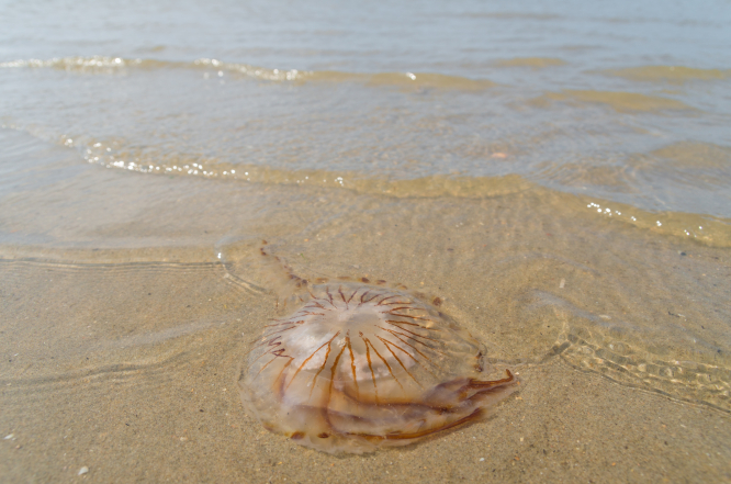 Retour des méduses sur les plages françaises : où sont-elles, que faire en cas de piqûre ?