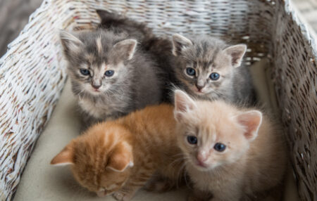 Des escrocs utilisent de jolies photos de chatons pour escroquer les amoureux des animaux en France