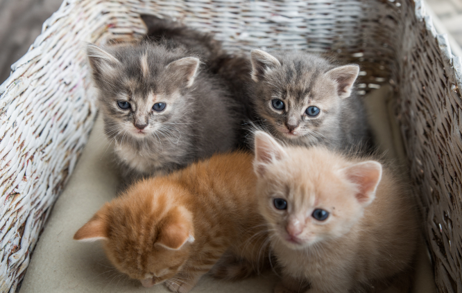 Des escrocs utilisent de jolies photos de chatons pour escroquer les amoureux des animaux en France