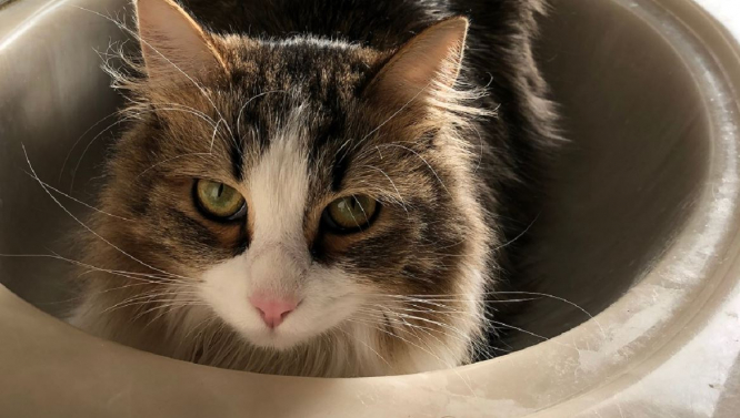La SNCF condamnée pour avoir écrasé un chat réfugié sous TGV dans une gare française