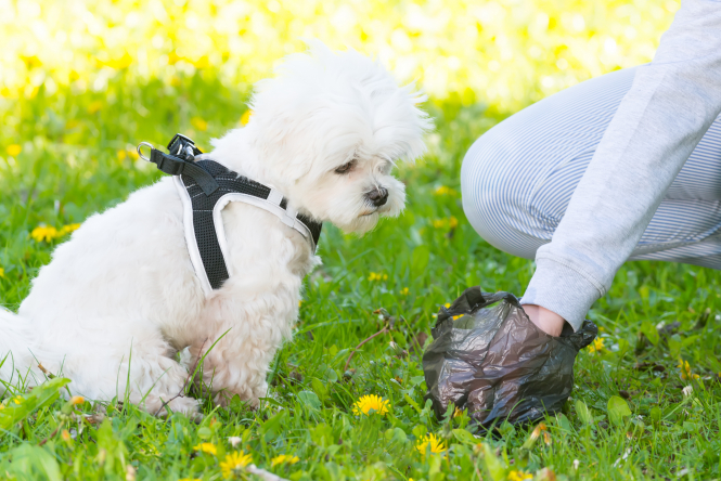 La ville de Dordogne se durcit contre les déchets canins avec l'aide de la police