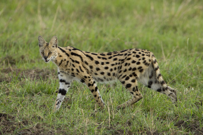 Wildcat repéré errant dans les jardins près d'une grande ville française