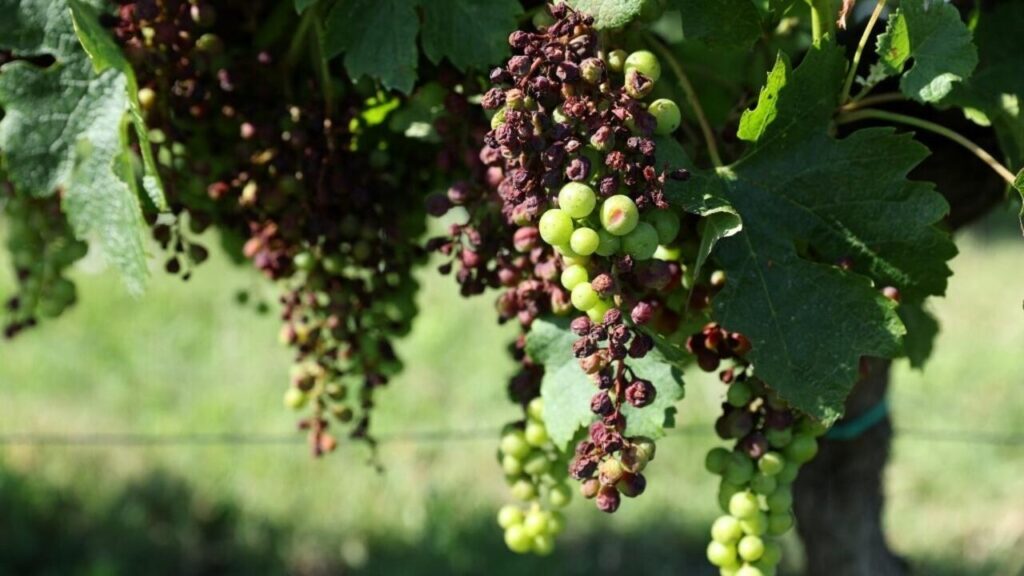 Les vignerons français demandent de l'aide alors que le mildiou ravage les raisins de Bordeaux