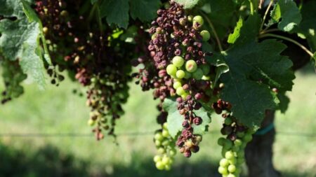 Les vignerons français demandent de l'aide alors que le mildiou ravage les raisins de Bordeaux