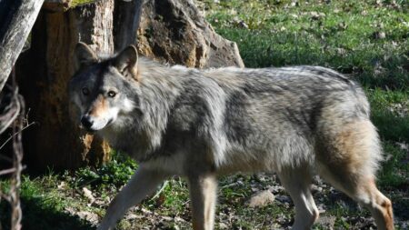 Gouvernement tente de concilier augmentation de loups en France, protection de la biodiversité et élevage Plan loups : la difficile équation du gouvernement pour concilier protection du loup et élevage
La population de loups augmente en France. Une bonne nouvelle pour la biodiversité, nettement moins pour les éleveurs. Le gouvernement réunit mercredi matin les parlementaires de la majorité pour en discuter, c'est l'info du brief.