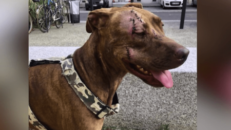 Violences sur les animaux : les condamnations sont en hausse
              Un homme accusé d’avoir passé à tabac son chat a été condamné pour sévices et actes de cruauté, mardi 5 septembre. Il n’est plus rare d’observer ce type de condamnations ces dernières années.