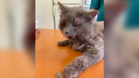 Strasbourg : l’homme qui a piétiné son chat dans la rue condamné à six mois de prison ferme
              L'homme de 43 ans avait été surpris en pleine rue au mois d'avril en train de frapper l'animal enfermé dans un sac. Il a été condamné par le tribunal de Strasbourg à neuf mois de prison, dont six mois de prison ferme.