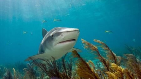 L'abattage controversé des requins fait des vagues en Nouvelle-Calédonie après des attaques meurtrières
