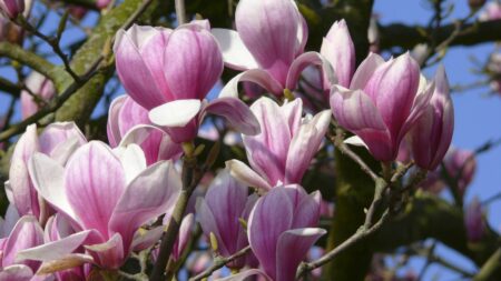 Environnement : la justice protège un magnolia que des propriétaires d'un logement Airbnb voulaient voir taillé
                  Ils avaient saisi la justice pour demander à leurs voisins de couper un arbre qui faisait de l’ombre à leur logement Airbnb, mais le tribunal de Nantes les déboute et sauve le magnolia.