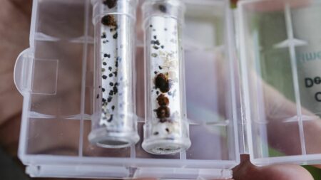 Punaises de lit: Renaissance propose loi, LFI défend résolution, réactions sur multiplication des signalements Punaises de lit : Renaissance va déposer une proposition de loi lors de sa niche parlementaire, LFI défend sa proposition de résolution
Les groupes politiques réagissent à la multiplication des signalements de punaises de lit un peu partout en France, notamment dans les transports publics. La majorité présidentielle propose un texte transpartisan.