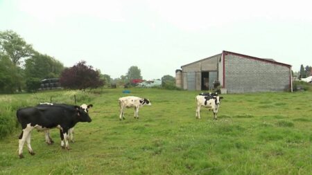 Conflits à la campagne : bientôt une loi pour protéger les agriculteurs ?
          Près de 500 procédures opposent les agriculteurs et les néo-ruraux. Les citadins venus s'installer à la campagne acceptent mal le bruit des tracteurs ou les odeurs des troupeaux et saisissent la justice. Une proposition de loi devrait permettre de protéger les agriculteurs.