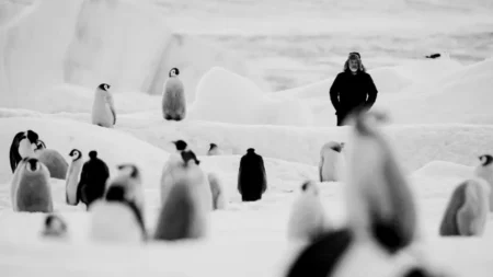 Avec "Voyage au pôle Sud", Luc Jacquet revient en Antarctique pour "la beauté des choses"
          Avec "Voyage au pôle Sud", le réalisateur de "La Marche de l'Empereur" poursuit sa documentation climatique de l'Antarctique. Cette fois, il revient sous la forme d'un carnet de bord en noir et blanc.