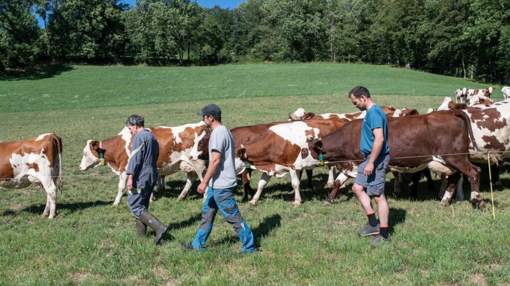 "La Ferme des Bertrand" : trois frères paysans racontent cinquante ans d'une vie de labeur sur fond de crise agricole
          Alors que les tracteurs bloquent Paris et les préfectures de France, le hasard de la programmation voit sortir un documentaire édifiant sur une vie à la ferme de 1972 à 2022.