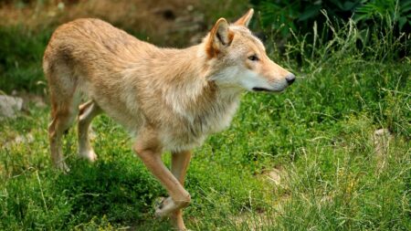 Cinéma : dans "Vivre avec les loups", Jean-Michel Bertrand interroge le destin du prédateur de façon apaisée
          Alors que la Commission européenne et les États membres discutent d’une réduction du niveau de protection des loups, jugés trop nombreux, le film "Vivre avec les loups", de et avec Jean-Michel Bertrand, tente d’apaiser les débats.