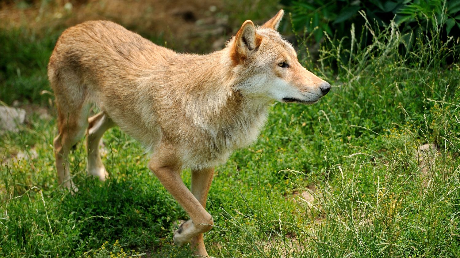 "Vivre avec les Loups" JeanMichel Bertrand explore le destin des