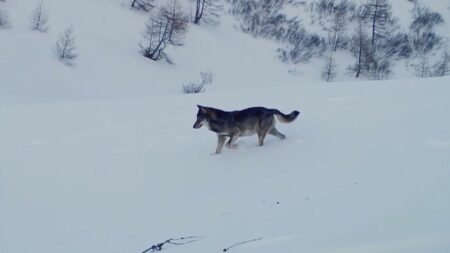 "Vivre avec les loups" : un documentaire pour réconcilier l’Homme avec le roi de la forêt
          Rencontre avec Jean-Michel Bertrand, qui a suivi la trace des loups pour tourner son documentaire "Vivre avec les loups", en salle le 24 janvier.