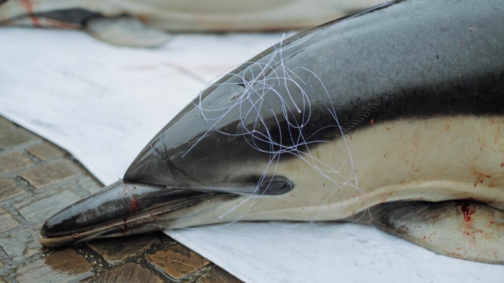 Podcast



  

  
  

      

  

  
    Des dauphins dans les filets, un imam accusé de haine anti-France et le piège de TikTok : ça dit quoi ce 20 février ?
          Ce mardi 20 février, pourquoi tant de dauphins se prennent dans les filets des pêcheurs ? "Ça dit quoi" t'explique également cette enquête ouverte contre un imam accusé de prêche anti-France et le "rabbit hole effect" de TikTok qui inquiète l'Union européenne.